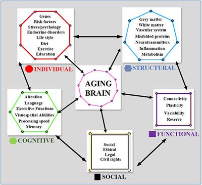 Neuroimaging and Neurolaw: Drawing the Future of Aging